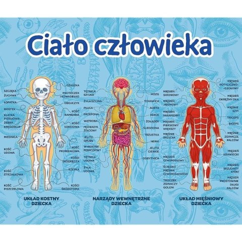 TREFL 01957 Gra Ciało człowieka/Mistrz Wiedzy TREFL 01957 Gra Ciało człowieka/Mistrz Wiedzy